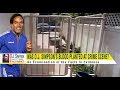 Was O.J. Simpson’s Blood Planted at the Murder Scene?  • O.J. Simpson: Fact or Fiction? Episode 12