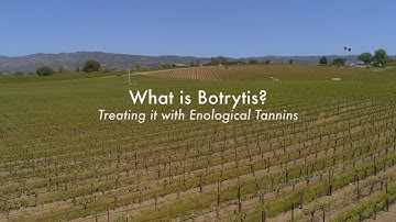 What is Botrytis Treating it with Enological Tannins