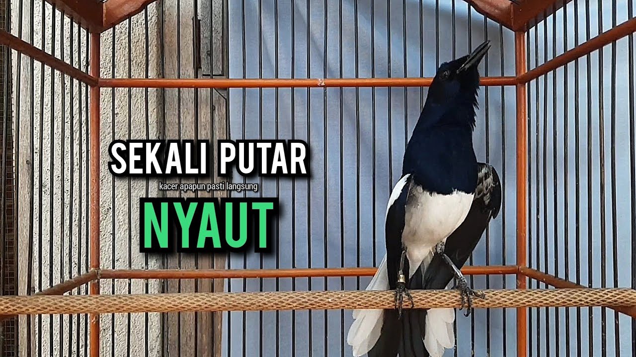 SUARA BURUNG kacer gacor NGEPLONG tarung ini paling ampuh buat PANCINGAN KACER agar EMOSI