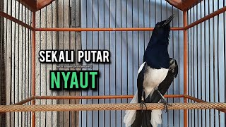 SUARA BURUNG kacer gacor NGEPLONG tarung ini paling ampuh buat PANCINGAN KACER agar EMOSI