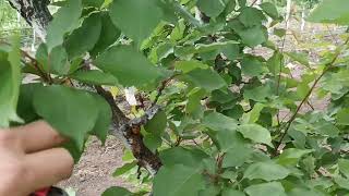 Зелені операції на черешні, абрикосі сливи в моєму домашньому саду. 23.05.2023р.