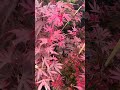 Acer palmatum 'Shaina' Dwarf Red Japanese Maple Tree