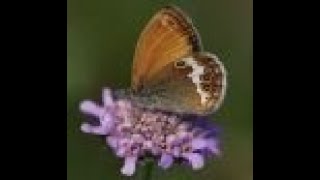 Me young, Butterflies & Creepy Crawlies Me young, Butterflies & Creepy Crawlies