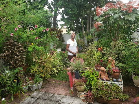 Most beautiful garden tour of lush tropical and exotic plants by a lovely 83 year old artist