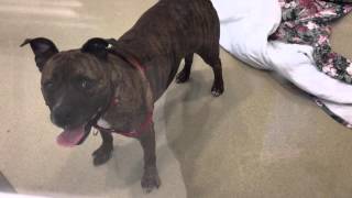 Juice Returned To Shelter, Wont Stop Crying.