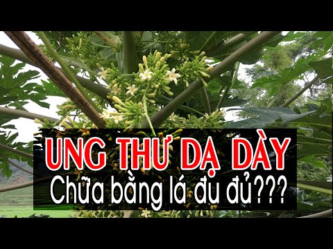 Video Có nên dùng lá cây đu đủ để chữa bệnh Ung thư dạ dày? - youtube