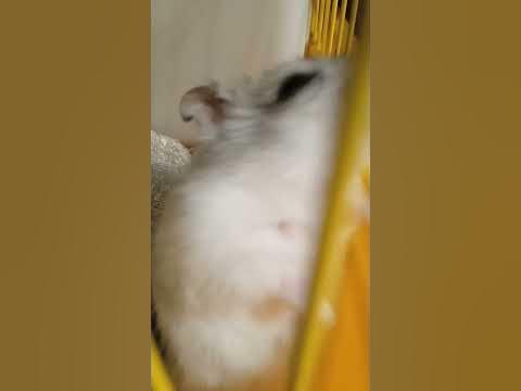 Джунгарский хомяк Володя вблизи. - YouTube