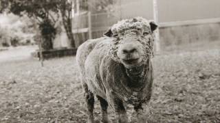 Elderly Animals: Photographs by Isa Leshko