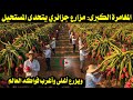 المغامرة الكبرى مزارع جزائري يتحدى المستحيل ويزرع أغلى وأغرب فواكه العالم بطريقة مدهشة 