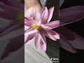 "জল যেমন শান্ত, ফুল তেমন কোমল 🌼"#flowerlovers🌼🌼#waterlily #foryoupageyoutube 🤍❤️
