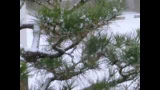 2012_1228雪が降ってきたAVI