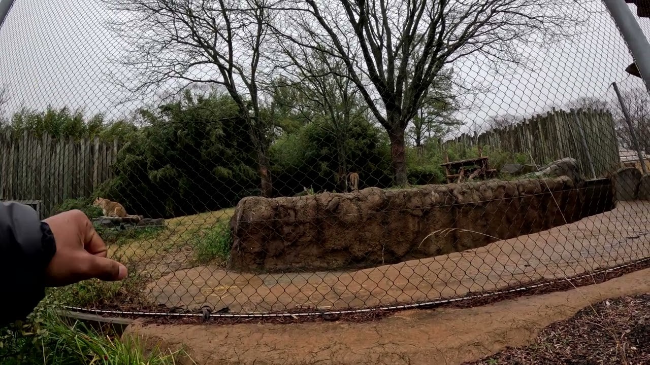 GoPro POV Adventure: A Day at the Baltimore Zoo | Animal Encounters 🐾🎥The Lions