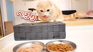 ご飯が待ちきれずキッチンに来てしまう短足猫が可愛すぎた...
