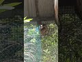 #birdsounds