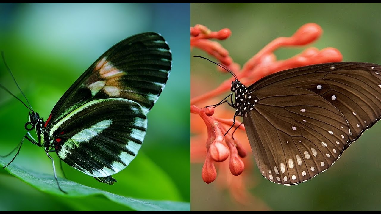10 Most Beautiful Butterflies on Planet Earth