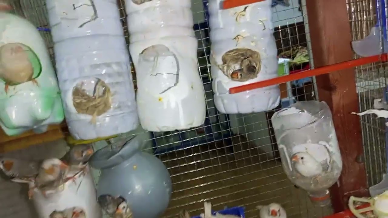 ماشالله اول انتاج ببرج زيبرا الذي صنعته والاخطاء التي واجهتني