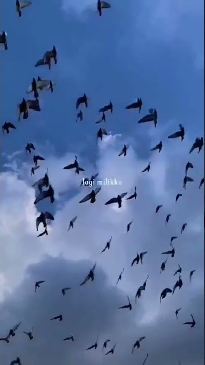 Story'wa 30 detik | hingga ku takkan bisa tuk terbang tinggi lagi