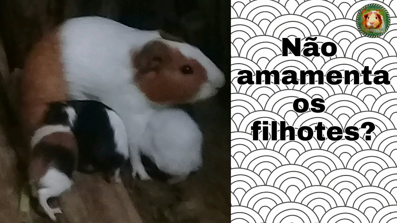 Porquinha da Índia não alimenta os filhotes - Como resolver