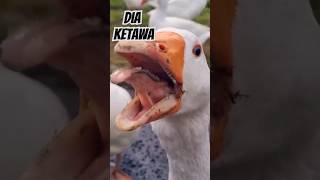 Download Lagu ANGSA KETAWA ‼️#angsa #soang #bebek #ngakak #fyp #trending MP3 Download Lagu ANGSA KETAWA ‼️#angsa #soang #bebek #ngakak #fyp #trending MP3