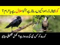 Why Is The Crow Always Scared? || Intresting Facts About Crows || Crow Life Secret  || INFO at ADIL
