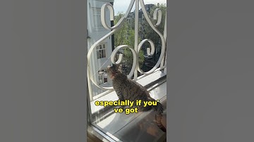 Do you keep your windows for your cat? #catsofinstagram