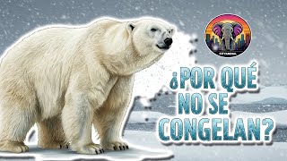 Por Qué Los Osos Polares No Se Congelan? Doental De Animales