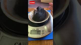 How much weight the baby gained. #ratslife #rat #funnyanimals