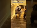 my dog #funnydog #funny #doggybestfriend #myfriendsdog #pets #cute #puppy