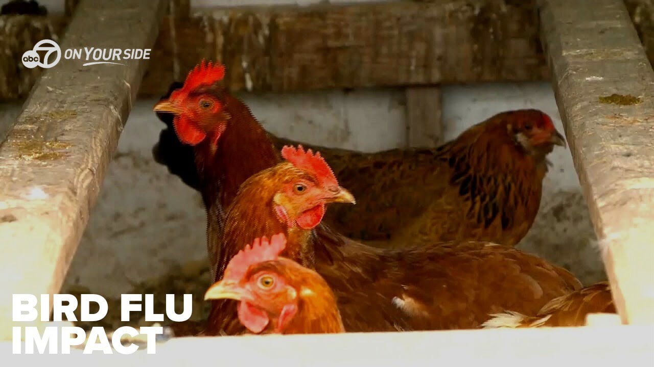 Arkansas officials monitor rising bird flu cases impacting poultry farms, backyard flocks
