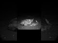 A Coyote Protects a Helpless Rabbit — A Scene You Won’t Believe