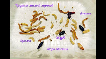#ХРУЩАК малый МУЧНОЙ - содержание и разведение/Мучной червь /Жук хрущяк - стадии развития из личинки