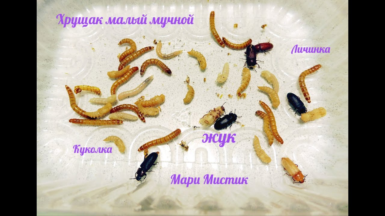 #ХРУЩАК малый МУЧНОЙ - содержание и разведение/Мучной червь /Жук хрущяк ...