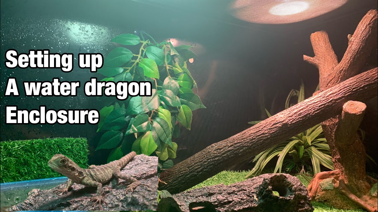 Setting up a water dragon enclosure YouTube