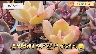 23.10.27 비 온후 쾌청한날 다육이들 다육 다육식물 succulent 백봉korean succulent plants