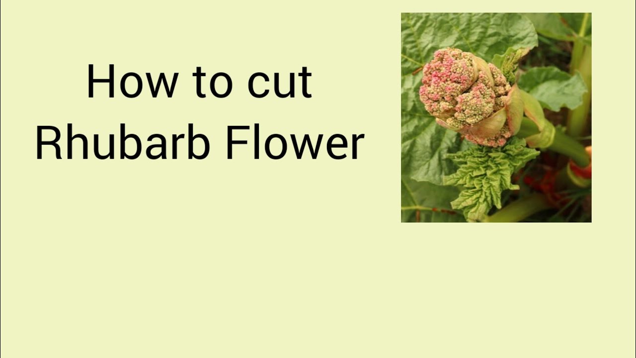 How to cut Rhubarb Flower Allotment for beginner gardening YouTube