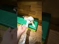 名犬レッスン　ですねえ　#dog #シーズー