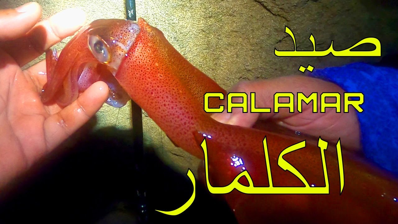 أسهل طريقة لصيد الكلمار  calamar et seiche 2022