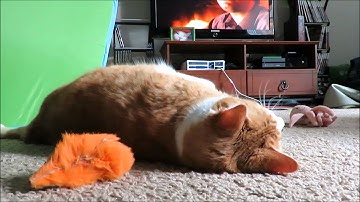 Stages Of Catnip Addiction