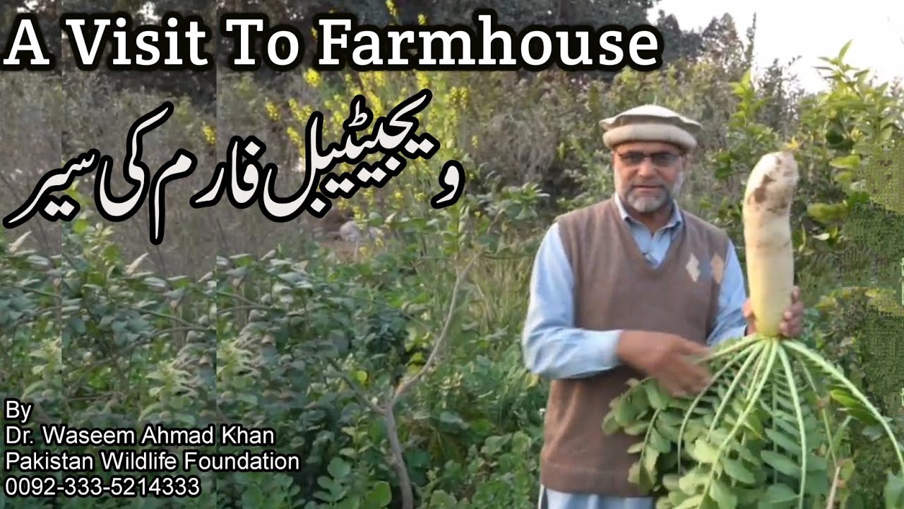 A Visit To The Vegetable Farm | Farmhouse Ki Sair | A Visit To The Vegetable Farmhouse