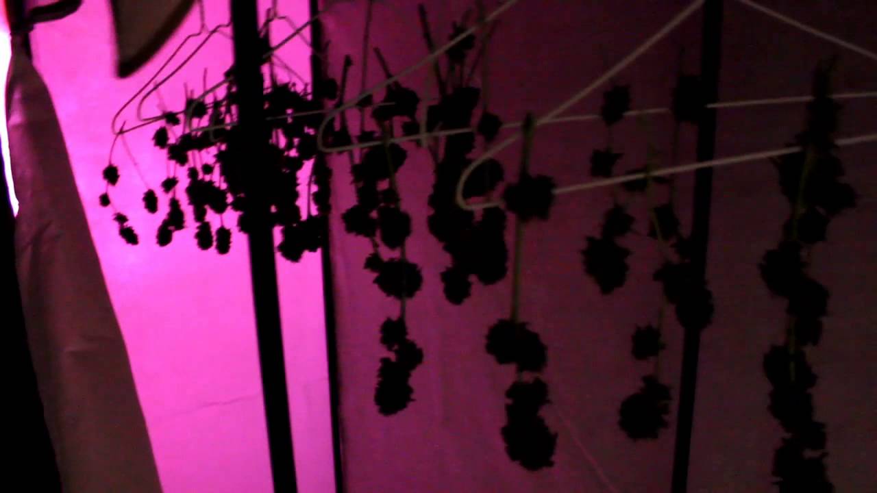 Grow Update Day 94 Purple Cadillac and 3X Crazy Harvest S1E15