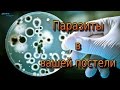 ПАРАЗИТЫ, КОТОРЫЕ ЖИВУТ В ВАШЕЙ ПОСТЕЛИ / PARASITES THAT LIVE IN YOUR BED