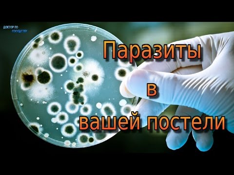 Video: Gdje se nalazi moraxella osloensis?