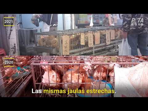 Видео: Мексиканская певица Карла Моррисон, новое лицо PETA Latino (ВИДЕО)