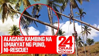 Alagang kambing na umakyat ng puno, nirescue! | 24 Oras Weekend Shorts
