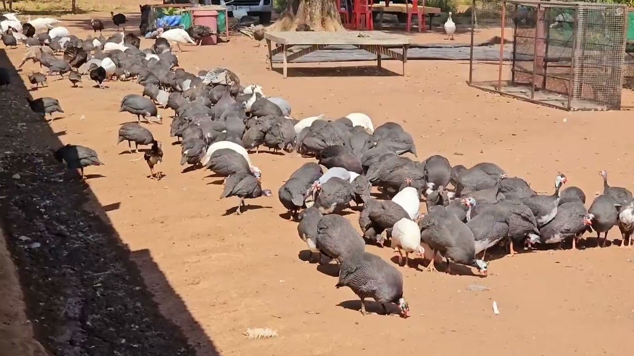 เลี้ยงไก่ต๊อก 1,500 ตัวสร้างรายได้ เลี้ยงแบบปล่อย