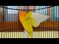 Suara Burung Lovebird Memanggil Di Sertai Ngetik Ngekek Pancingan Labet Cepat Respon Mp3 - Mp4 Download