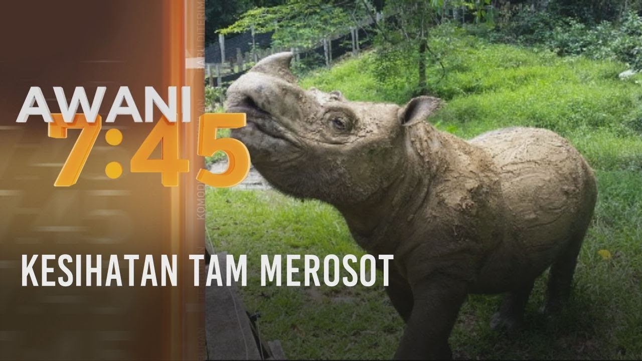 Perginya Tam , Maka Pupuslah Badak Sumbu Sumatera Jantan Terakhir 