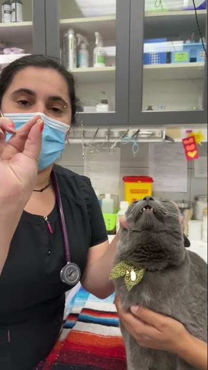 How to Give a Cat Oral Medication - Yonge Sheppard Animal Hospital
