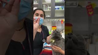 How to Give a Cat Oral Medication - Yonge Sheppard Animal Hospital