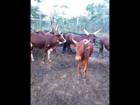 FEYA Mayeka Nega Huya Ndila Nhihina Mshabiki Wa Limbu Luchagula